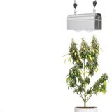 CANNA BULB LED svetilka za rastline 240 W