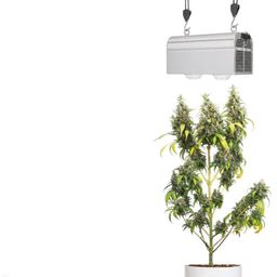 CANNA BULB LED - Lampada per Piante 240 Watt