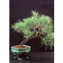 TROPICA Stone Pine - 6 Seeds