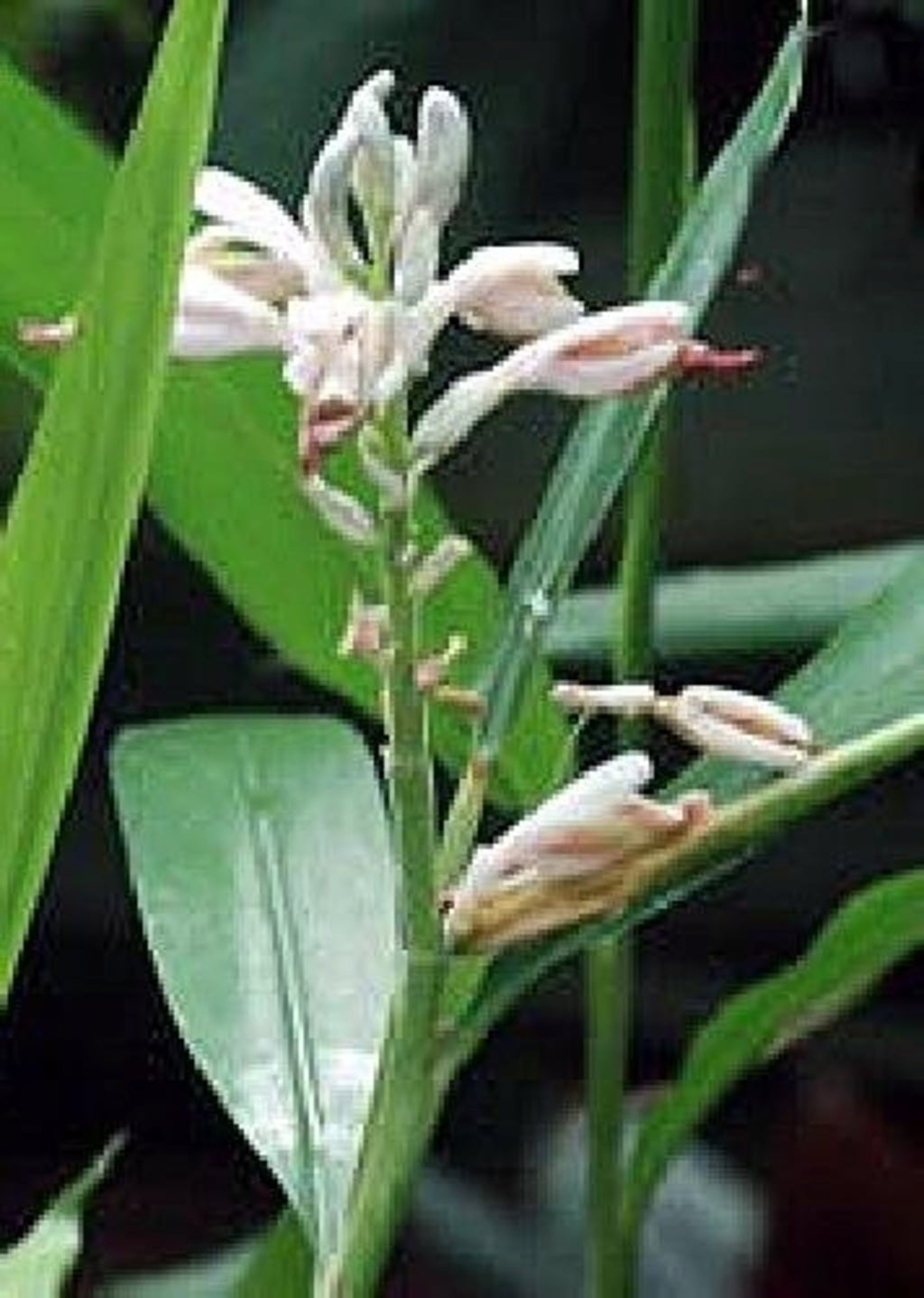 TROPICA Cardamome - 20 Graines