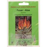 TROPICA Feuer-Aloe