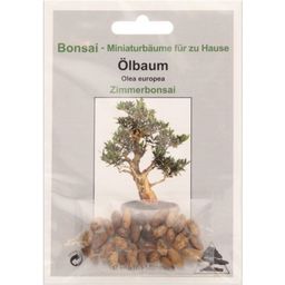 TROPICA Olive Tree Bonsai