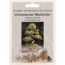 Chinese Juniper, 30 Seeds