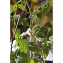 Nelson Garden Binddraad Jute Twister Naturel, 5 m