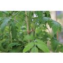 Nelson Garden Jute Twister Plant Wire, Natural 5 m