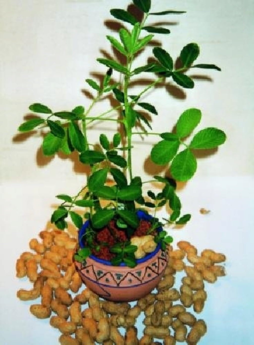 TROPICA Peanuts - 8 Seeds