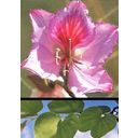 TROPICA Orchid Tree - 8 Seeds