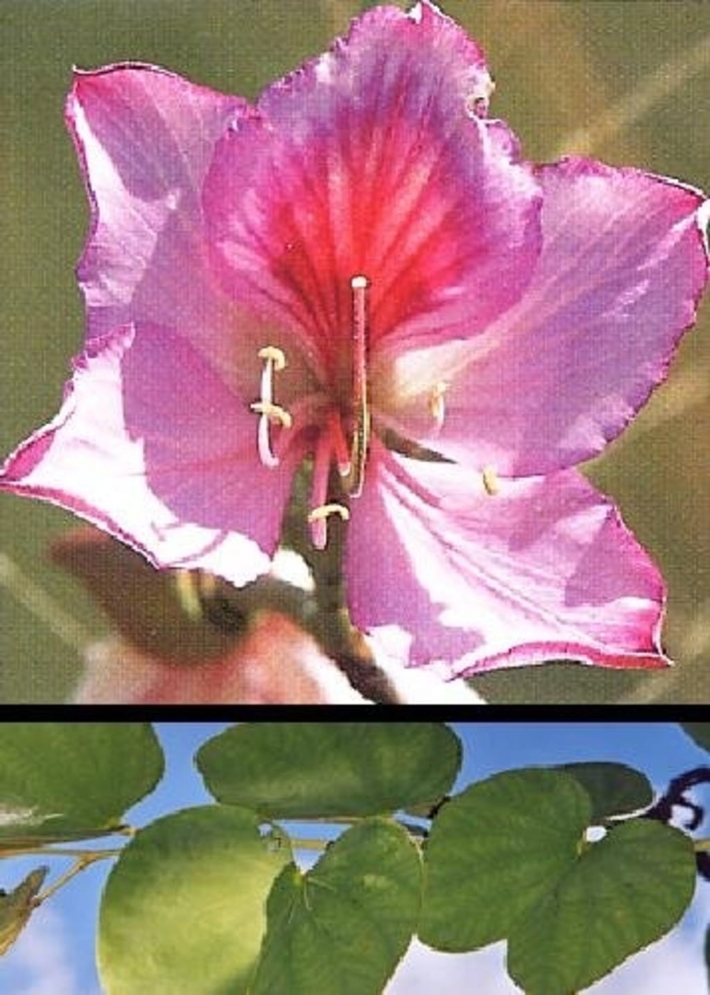 TROPICA Orchid Tree - 8 Seeds