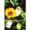 TROPICA Levant Cotton - 12 Seeds