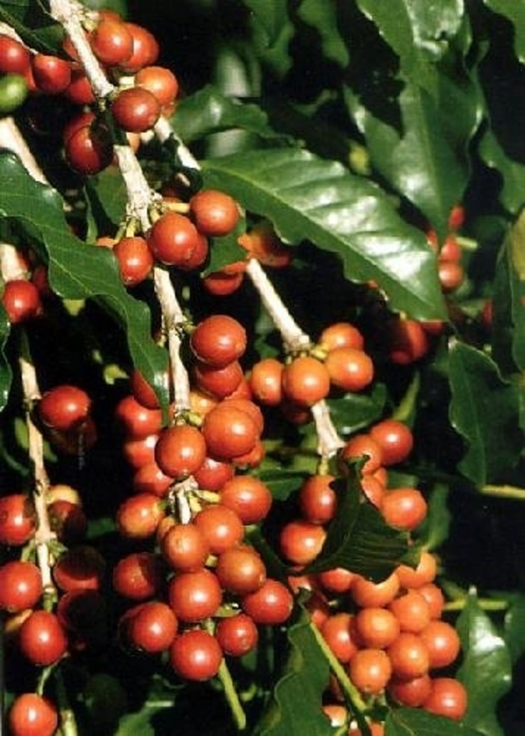 TROPICA Caféier Nain d’Arabie - 8 Graines