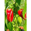 TROPICA Turkish Hot Peppers - 10 Seeds