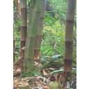 TROPICA Ogromen bambus