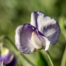 Jora Dahl Lathyrus odoratus 