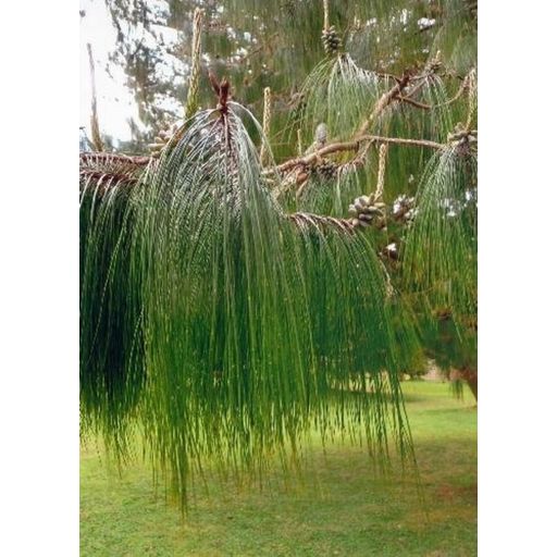 TROPICA Mexican Weeping Pine