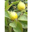 TROPICA Persimmon Tree - 10 Seeds