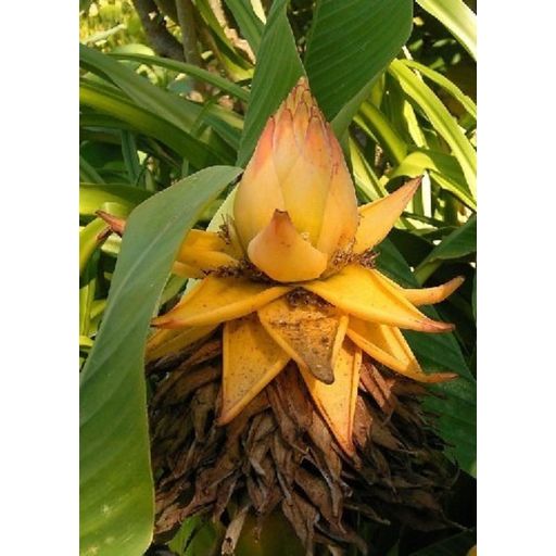 TROPICA Golden Lotus Banana