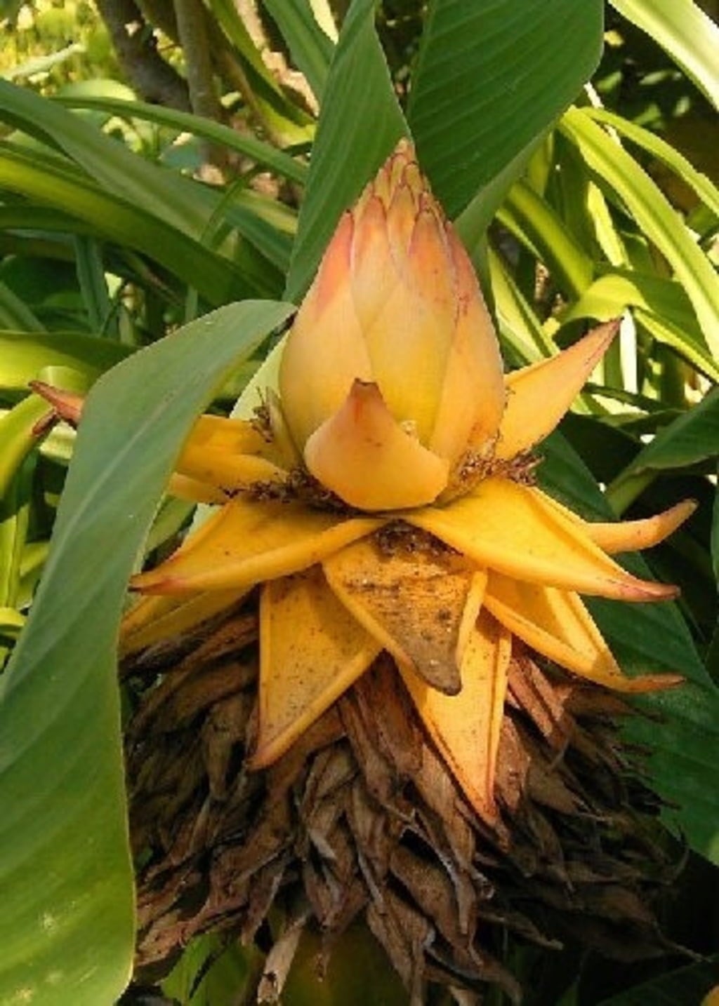 TROPICA Zlata lotusova banana