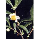 TROPICA Genuine Tea Plant - 10 Seeds