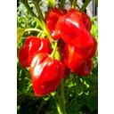 TROPICA Organic Antilles Red Habanero - 10 Seeds