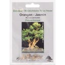 TROPICA Orangen-Jasmin - 10 Korn