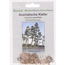 TROPICA Australische Kiefer - 100 Korn