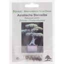 TROPICA Asian Arius Tree - 10 Seeds