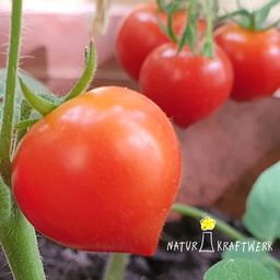 NATURKRAFTWERK Semillas de Plantas - Feliz Navidad