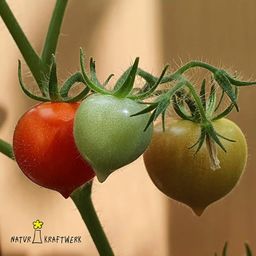 naturkraftwerk Plantenzaden “Fijne Kerst”