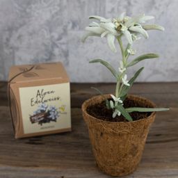 Naturkraftwerk Alpine Edelweiss Growing Set