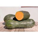 ReinSaat Courge 