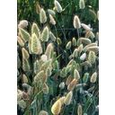 TROPICA Hare's Tail Grass - 100 Seeds