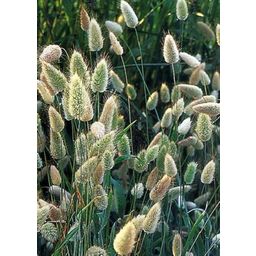 TROPICA Hare's Tail Grass - 100 Seeds