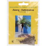 TROPICA Dwarf Palm Tree