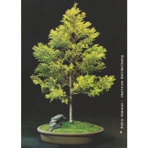 TROPICA Monterey Cypress - 2 g