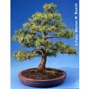 TROPICA European Larch - 2 g