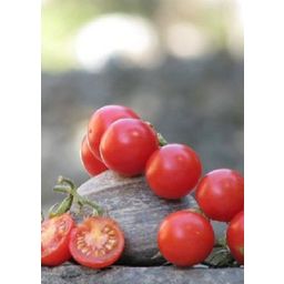 TROPICA Meksykański pomidor miodowy - 2 g