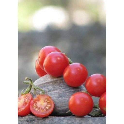 TROPICA Mexican Honey Tomatoes - 2 g