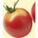 TROPICA Organic Tomatoes 