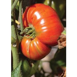 TROPICA Pomidor 