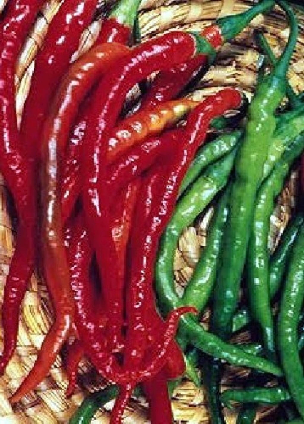 TROPICA Chilli 