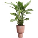 elho vibes fold coupe 30 cm - Delicate Pink