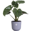 elho jazz rund 35 cm - lavendel lila