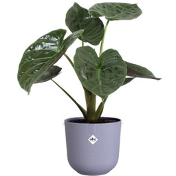 elho jazz rund 35 cm - lavendel lila