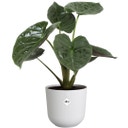 elho jazz rond 35 cm - blanc satiné
