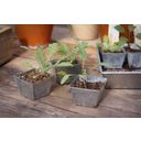 Grow Tray with 10 Individual Pots - Galvanised