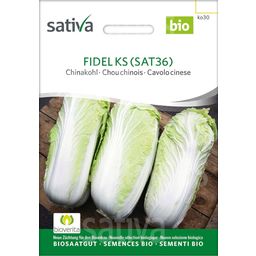 Sativa Cavolo Cinese Bio - FIDEL KS (SAT36)