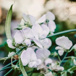 Jora Dahl Snittblommor Mix 