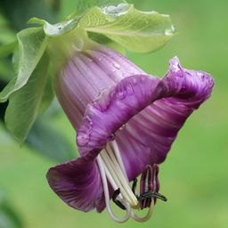 Jora Dahl Snittblommor Mix 