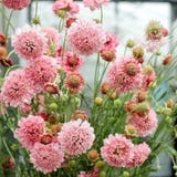 Conjunto de Flores de Corte "Cool Flowers" - The Great Collection