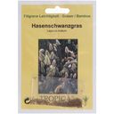 TROPICA Hasenschwanzgras - 100 Korn